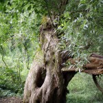 Alter Baum